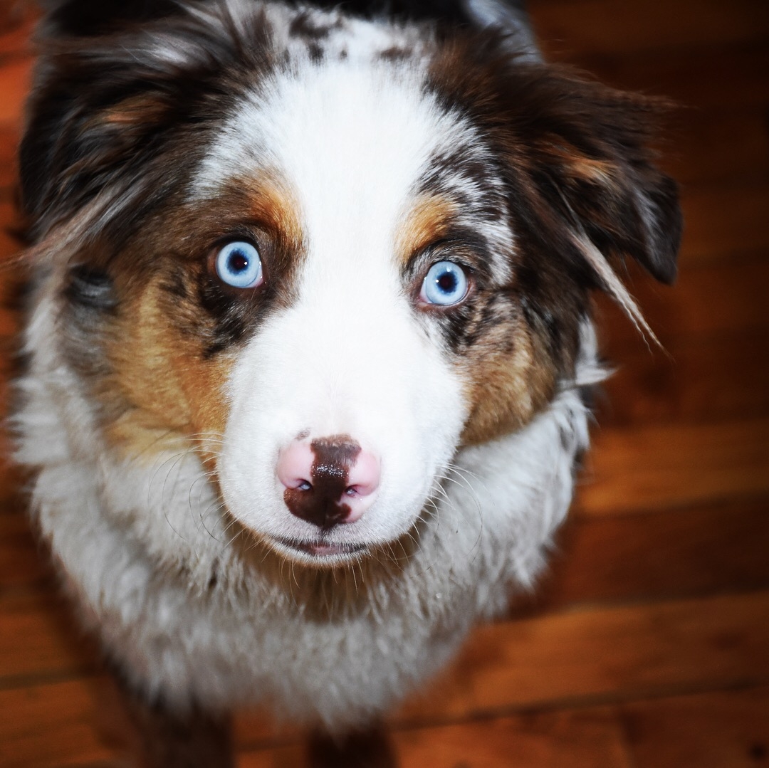 April is National Pet Month